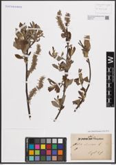 Foto von Salix cinerea L.